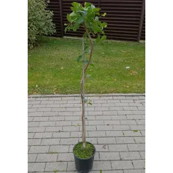 Žemuoginė guava - Psidium litoralis