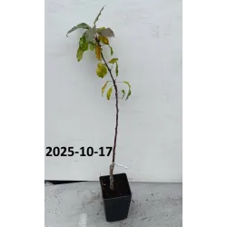 Obelų sodinukai internetu su pristatymu į namus