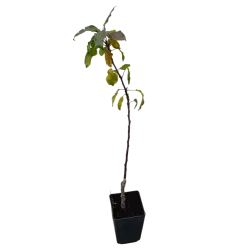 Žagarės sodų vaismedžiai internetu su pristatymu į namus