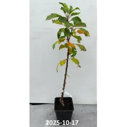 Columnar Apple Tree - Malus domestica DEJAVU