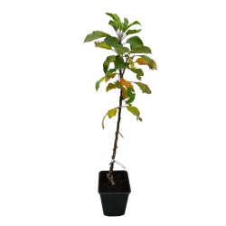 Columnar Apple Tree - Malus domestica DEJAVU