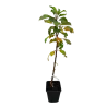 Columnar Apple Tree - Malus domestica DEJAVU