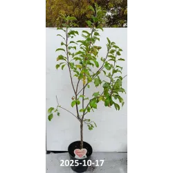 Žagarės sodų vaismedžiai internetu su pristatymu į namus