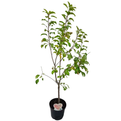 Žagarės sodų vaismedžiai internetu su pristatymu į namus