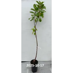 Žagarės sodų vaismedžiai internetu su pristatymu į namus