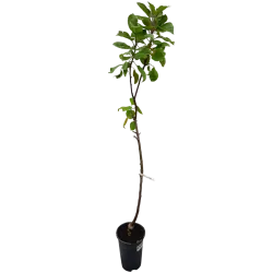 Žagarės sodų vaismedžiai internetu su pristatymu į namus