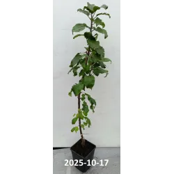 Koloninė obelis - Malus domestica ILZE