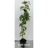 Koloninė obelis - Malus domestica ILZE