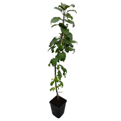 Vaismedžiai rudens sodinimui - Žagarės sodų asortimentas