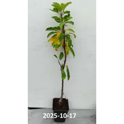 Obelų sodinukai internetu su pristatymu į namus