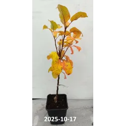 Obelų sodinukai internetu su pristatymu į namus