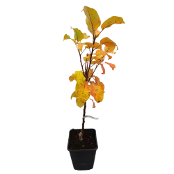 Obelų sodinukai internetu su pristatymu į namus