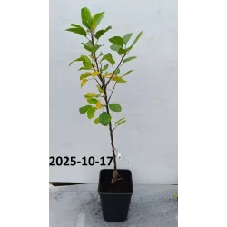 Obelų sodinukai internetu su pristatymu į namus