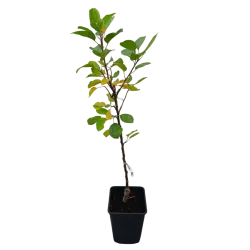 Obelų sodinukai internetu su pristatymu į namus