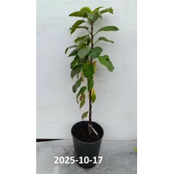 Obelų sodinukai internetu su pristatymu į namus