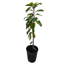 Obelų sodinukai internetu su pristatymu į namus