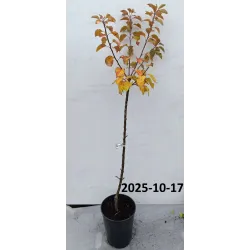 Obelų sodinukai internetu su pristatymu į namus