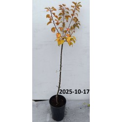 Žagarės sodų vaismedžiai internetu su pristatymu į namus