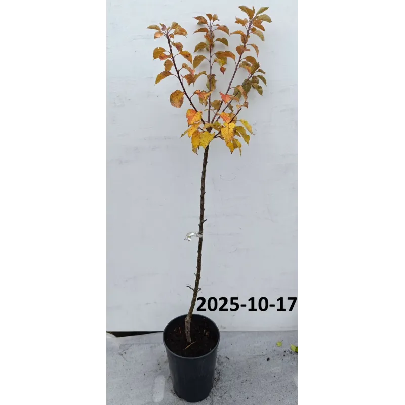 Obelų sodinukai internetu su pristatymu į namus