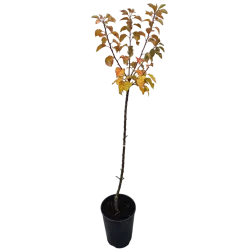 Žagarės sodų vaismedžiai internetu su pristatymu į namus