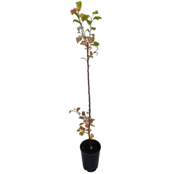 Žagarės sodų vaismedžiai internetu su pristatymu į namus