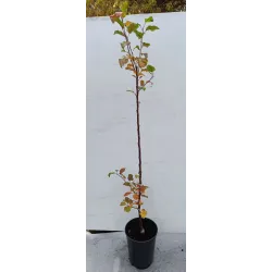 Žagarės sodų vaismedžiai internetu su pristatymu į namus