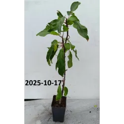 Žagarės sodų vaismedžiai internetu su pristatymu į namus