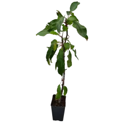 Žagarės sodų vaismedžiai internetu su pristatymu į namus