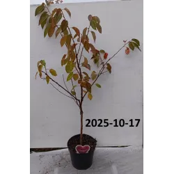 Sweet cherry - Prunus avium Büttners Rote Knorpelkirsche