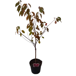 Trešnė - Prunus avium BUTNERIO RAUDONOJI (sin. Bitnerio rausvoji)