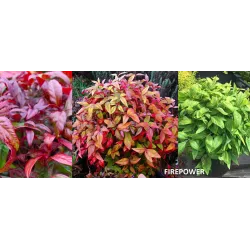 Užsisakyk augalus pavasariui jau dabar