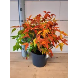 Užsisakyk augalus pavasariui jau dabar