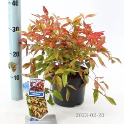 Užsisakyk augalus pavasariui jau dabar