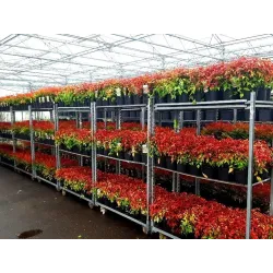 Užsisakyk augalus pavasariui jau dabar