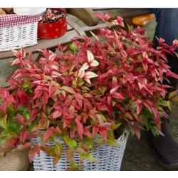 Užsisakyk augalus pavasariui jau dabar