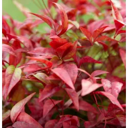 Vaistinė nandina - Nandina domestica FIREPOWER