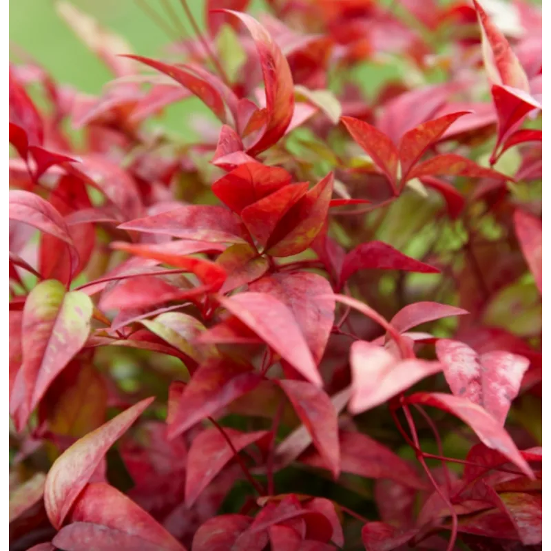 Vaistinė nandina - Nandina domestica FIREPOWER