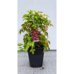 Užsisakyk augalus pavasariui jau dabar