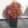 copy of Nandina domestica Firepower 2METAI S 1/1 P9