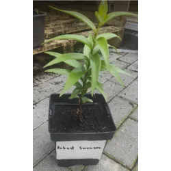 Užsisakyk augalus pavasariui jau dabar