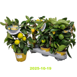 Citrinmedis - Citrus meyeri Meyer