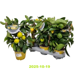 Citrus meyeri Meyer Lemon LISA