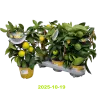 Citrus meyeri Meyer Lemon LISA