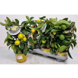 Citrus meyeri Meyer Lemon LISA
