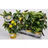 Citrus meyeri Meyer Lemon LISA
