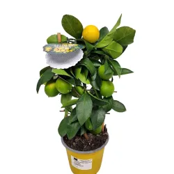 Citrus meyeri Meyer Lemon LISA