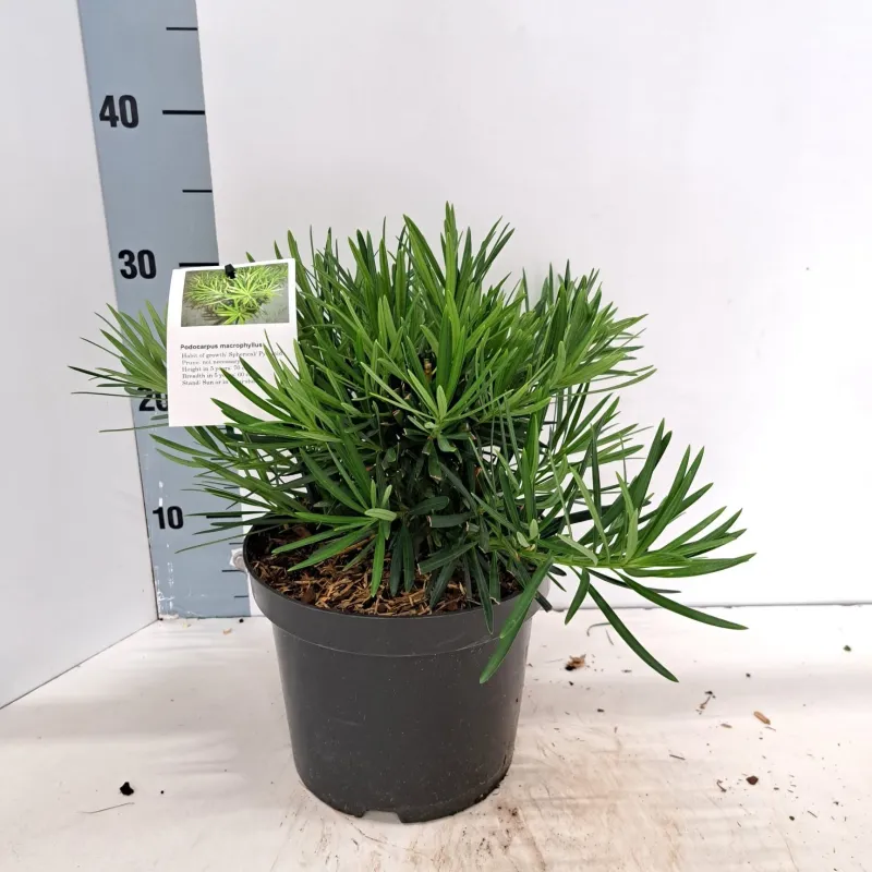 Podokarpas - Podocarpus macrophyllus