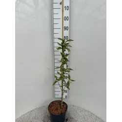 Medelių sodininukai internetu