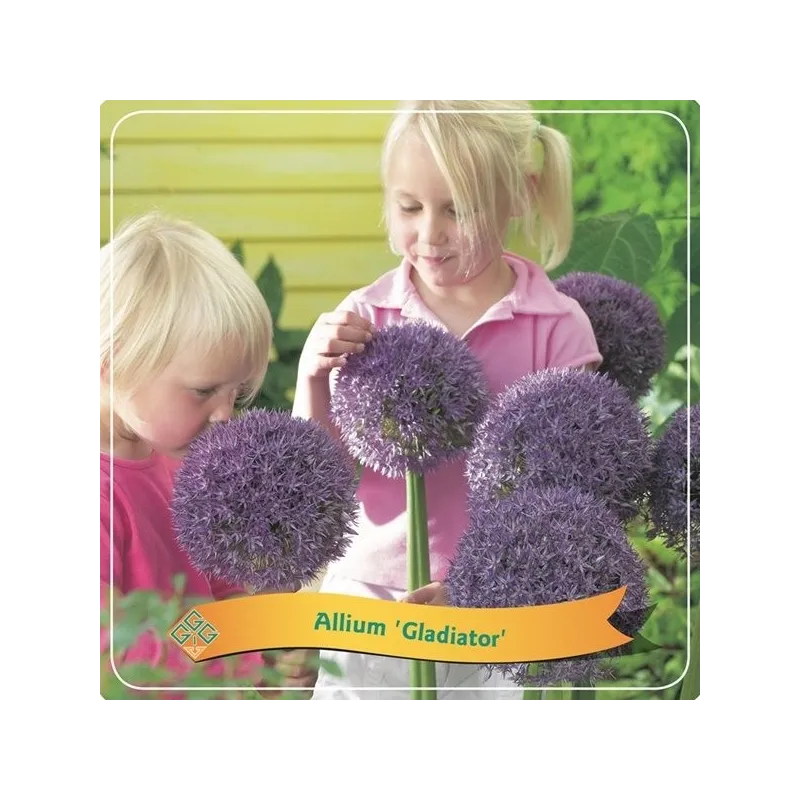 Allium GLADIATOR