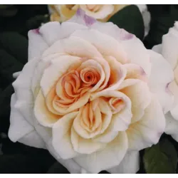 Rožė - Rosa COMTESSA